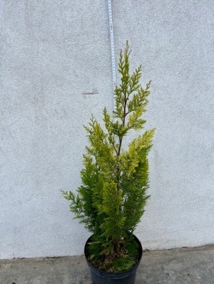 Chamaecyparis lawsoniana 'Ivonne' 
